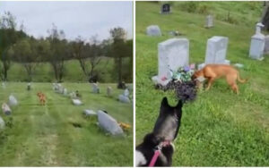 Cagnolina scopre la tomba del suo proprietario morto 4 anni fa, la storia commovente