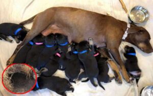 Salvano cagnolina e i suoi 12 cuccioli dopo averli trovati a vivere in una fogna