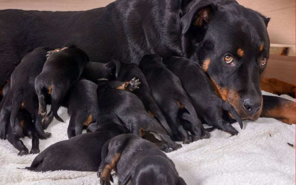 Una Rottweiler dà alla luce una delle cucciolate più grandi della Gran Bretagna