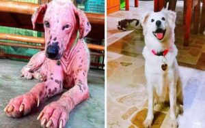 15 foto di cani prima e dopo aver cambiato vita quando sono stati adottati