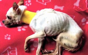 Chihuahua di 1 kg trovato vicino alla morte su un’autostrada