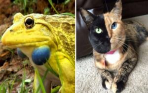 24 Foto di animali unici al mondo, farai fatica a credere che siano reali