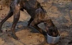 Cane ecco com’è stato trovato, malato, scheletrico e con l’anima distrutta