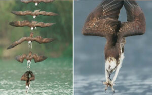 Le foto della caccia del falco pescatore mostrano come tutto è calcolato in natura