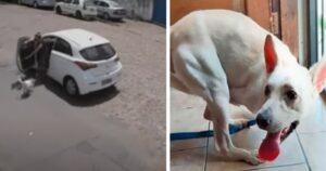 VIDEO: Cagnolino disabile viene abbandonato due volte nello stesso giorno, ora ha una nuova casa