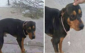 Cane gioca sempre nel cortile di una fabbrica di rosari, gliene hanno regalato uno