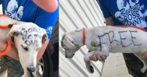 Cucciolo abbandonato viene trovato con le scritte sul corpo “gratis”