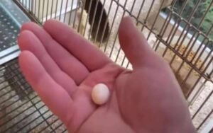Trova un uovo minuscolo in un negozio di animali e lo salva