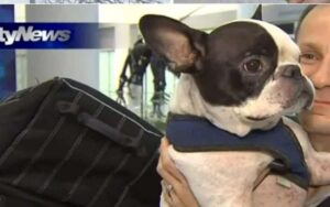 Pilota dirotta un aereo per un cane