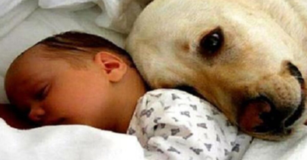 Bambino abbandonato in un sacchetto di plastica viene salvato da un cane