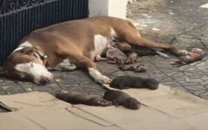 Cagnolina ha partorito sul marciapiede, protegge i suoi cuccioli con amore finché non è collassa