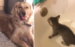 Cane torna a casa con un gattino e prega il suo padrone di seguirlo nella vasca da bagno