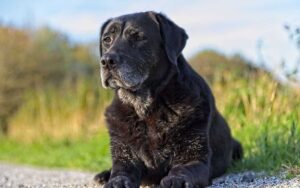 Il vostro cane ha superato i 7 anni?