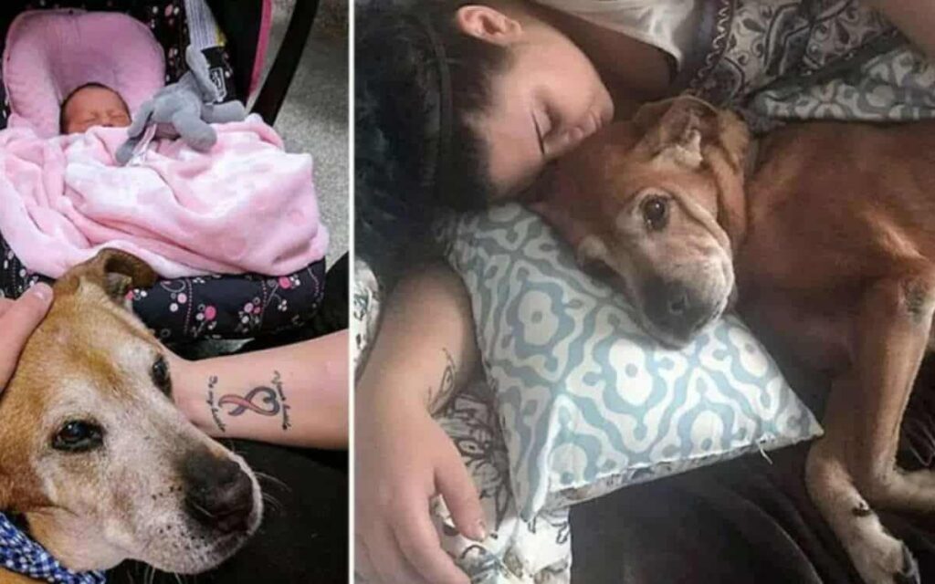 Cane adottato a 17 anni “aspettava di incontrare la sorellina umana” Morì poco dopo