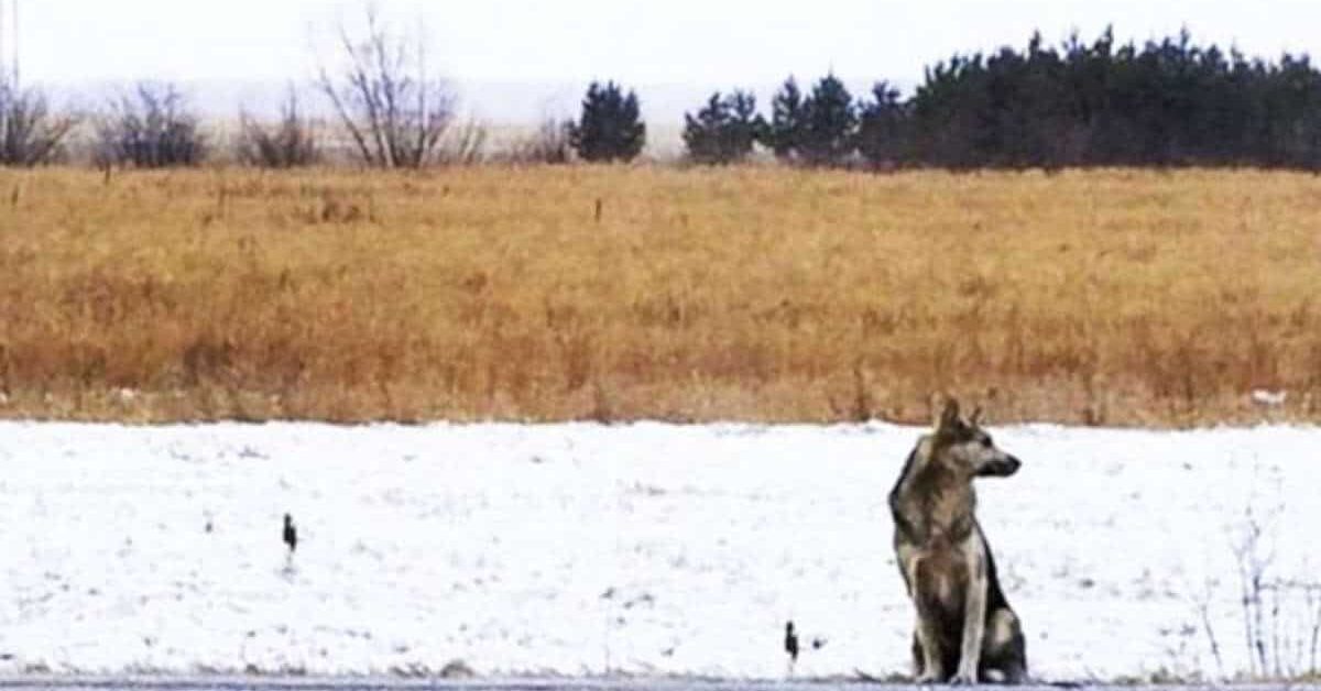 Il fedele cane ha aspettato il suo defunto padrone lungo la strada più ...