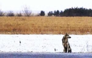 Il fedele cane ha aspettato il suo defunto padrone lungo la strada più di un anno