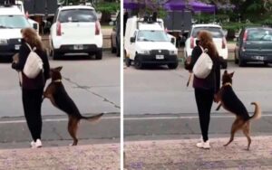 Cucciolo dà la zampa alla proprietaria in modo che possa attraversare la strada