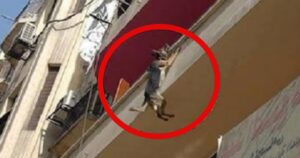 Cane abbandonato senza cibo e acqua prova a gettarsi dal balcone per salvarsi