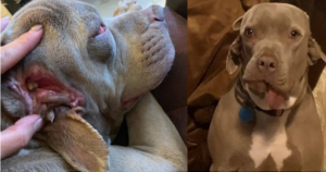 Cane nasce con una bocca al posto dell’orecchio