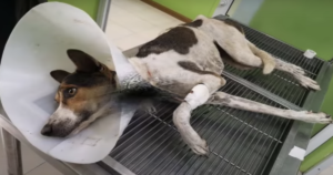 Cane affamato non riesce a tenere la testa su, si aiuta con una recinzione