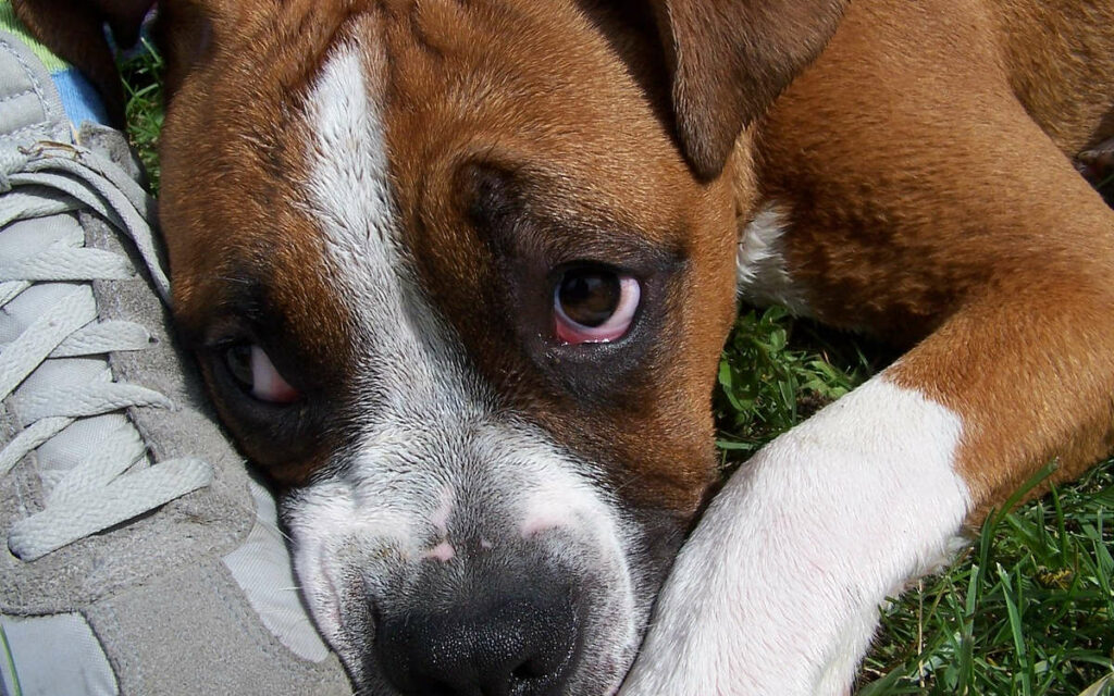 Il tuo cane ha questo sguardo?