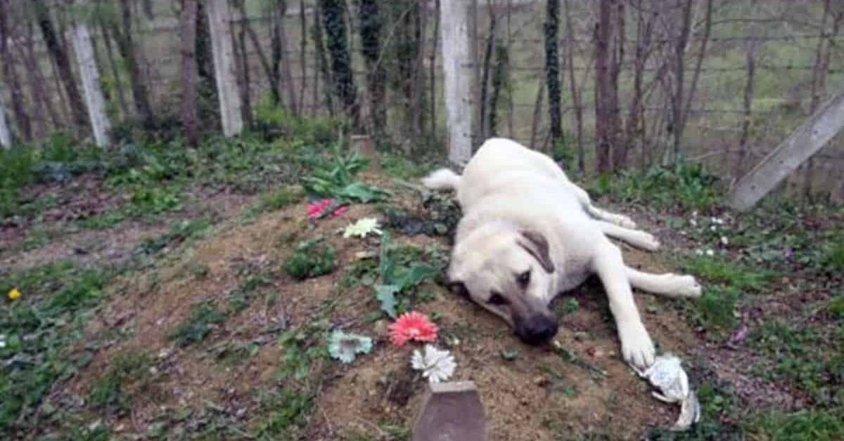 Questo cane visita la tomba del suo proprietario ogni giorno da anni
