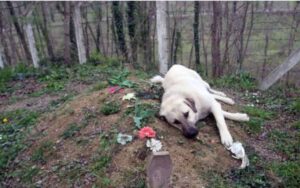 Questo cane visita la tomba del suo proprietario ogni giorno da anni