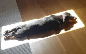 Cucciolo ama il sole e trova sempre il posto perfetto per fare i suoi pisolini