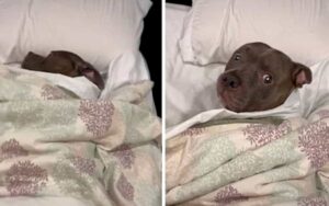 VIDEO: Cane che dorme come un umano si arrabbia dopo che la luce è stata accesa