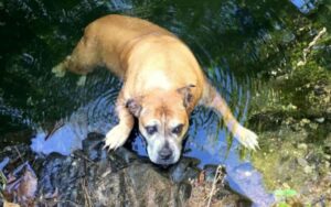 Cane smarrito non poteva camminare e stava per annegare