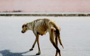 Tutto è iniziato da quella fotografia scattata per caso al cane