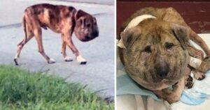 Cane deformato dal suo proprietario, in quanto un laccio stringeva la sua testa da più di un anno