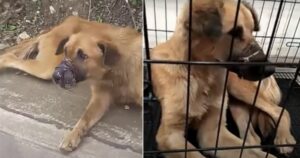 Cane trovato con il muso sigillato non si lascia avvicinare dai soccorritori