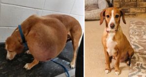 Un piccolo cane con un tumore, destinato all’eutanasia, ha una nuova vita