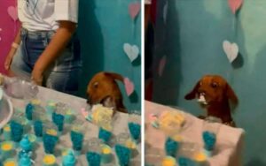 Video: Cane mangia la torta della festa di rivelazione del genere “ruba” l’attenzione