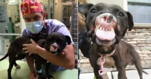 Cane da combattimento perde il naso, ora dona sorrisi alle persone