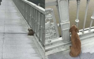 Cucciolo fedele aspetta da 4 giorni il suo padrone sul ponte dove lo ha visto saltare