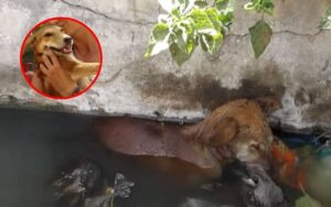 Salvano cagnolino che sta per annegare, non ha più forze per uscire