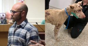 Cane mangia dei sassi per superare la tortura del suo proprietario