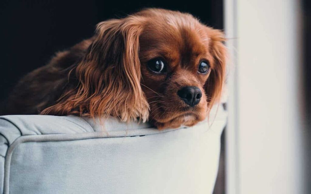 Volete sapere se il vostro cane soffre quando lo lasciate solo a casa?