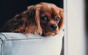 Volete sapere se il vostro cane soffre quando lo lasciate solo a casa?