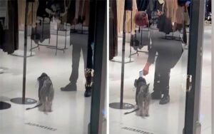 VIDEO: Cucciolo vuole entrare da zara e la sicurezza gli controlla la temperatura