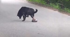 Cane anziano con un grande tumore viene operato, ora può di nuovo vivere