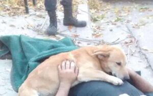 L’uomo è caduto e si è fatto male… la reazione del cane mi ha spezzato il cuore