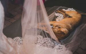 La reazione di questa coppia quando un cane randagio si è intrufolato nel loro matrimonio