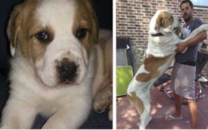 8 immagini di “cuccioli” che hanno fatto un cambiamento esagerato in pochi mesi