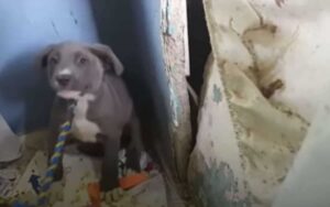 Crolla tutta la casa la prima vita ad essere trovata sotto le macerie è un cane