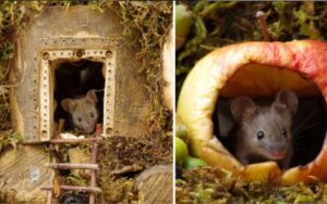 Uomo ha costruito per una famiglia di topi un villaggio in miniatura nel suo giardino