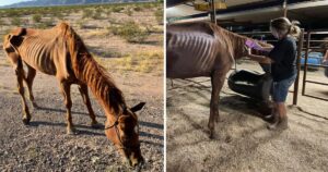 Cavallo da corsa viene abbandonato nel deserto e viene ritrovato pelle e ossa