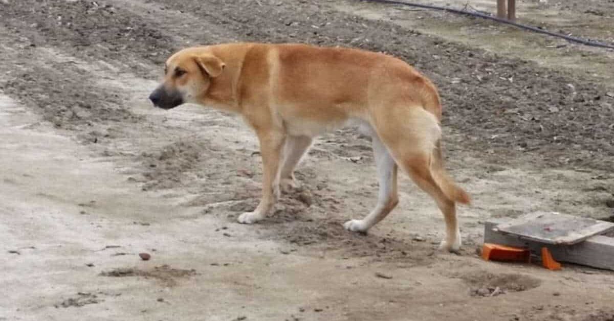 Cane abbandonato ha aspettato il suo umano per giorni